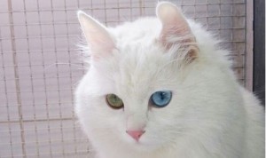 Mela, an angora cat.
