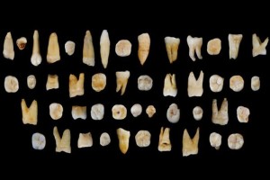 Fossil teeth image 2